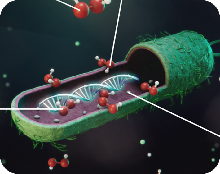 Microscopic view of a biological structure, possibly a cell with internal components.