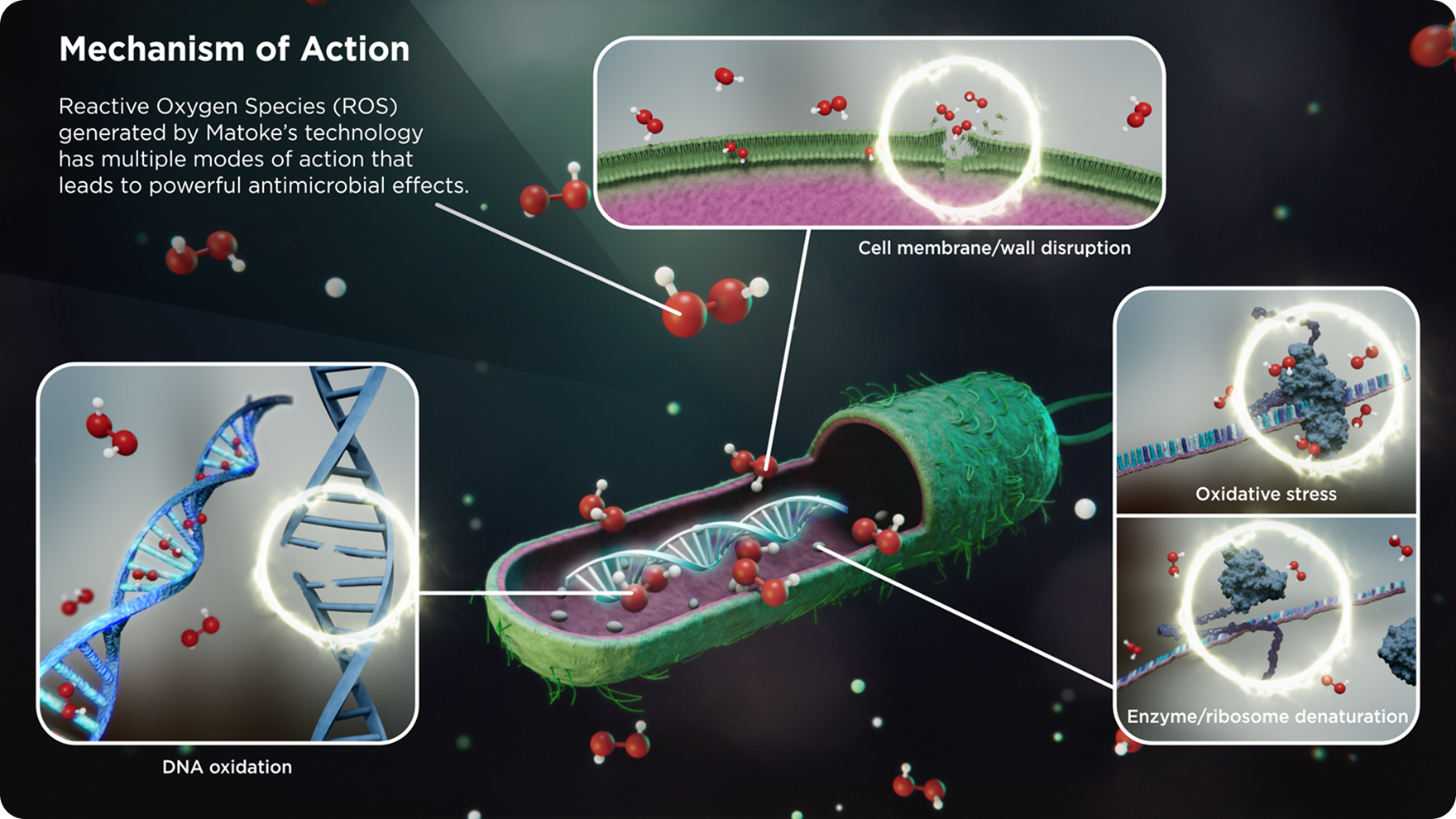 mechanism of action of reactive oxygen species against bacteria, showing various effects on bacterial cells